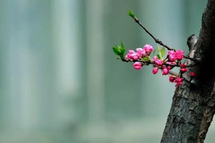 微風拂面春意濃,桃花依舊笑春風.最美的風景,就在你身邊.